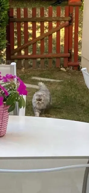 chatte lost    Tours Beuheur