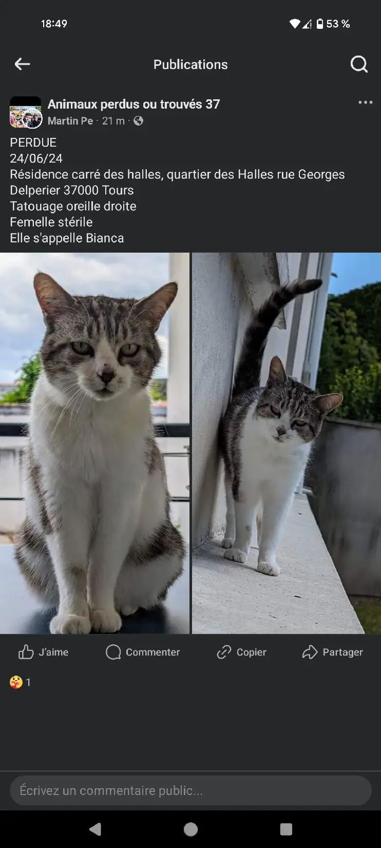 Chatte Perdue 37 Indre-et-Loire Tours - Bianca Chatte Perdue 37 Indre-et-Loire Tours - Bianca
