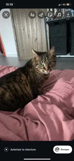 chatte lost    Tours Cannelle