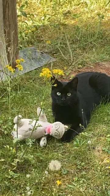 chatte lost    Tours Cleo