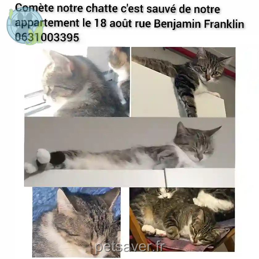 Chatte Perdue 37 Indre-et-Loire Tours - Comète Chatte Perdue 37 Indre-et-Loire Tours - Comète