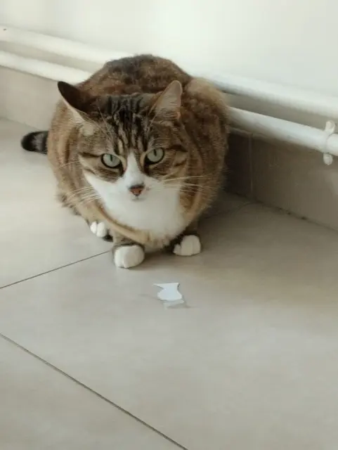 chatte lost    Tours Câline