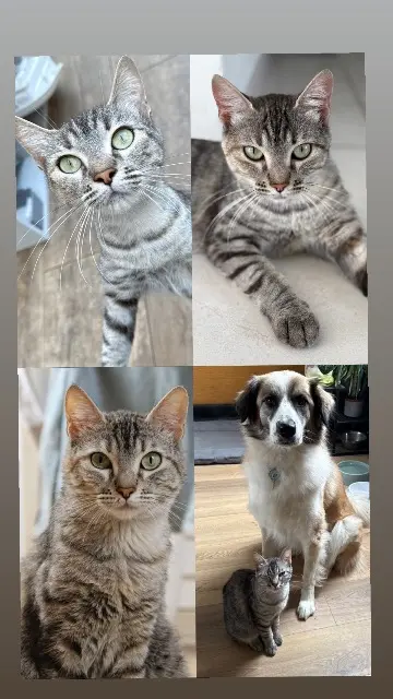 chatte lost    Tours Edelweiss