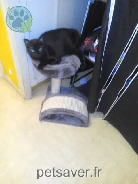 chatte lost Tours Filou