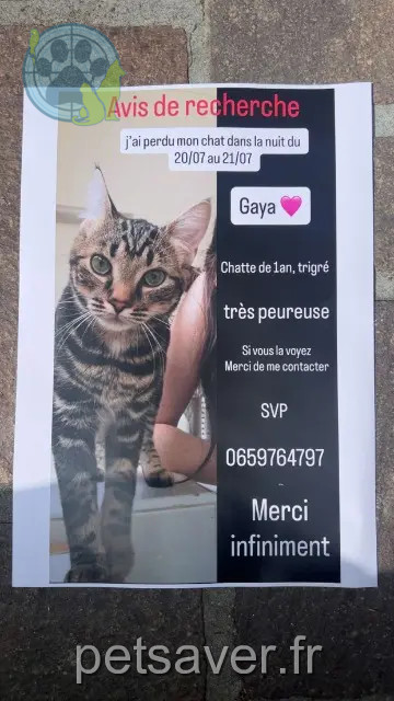 cat lost Tours Gaya cat lost Tours Gaya