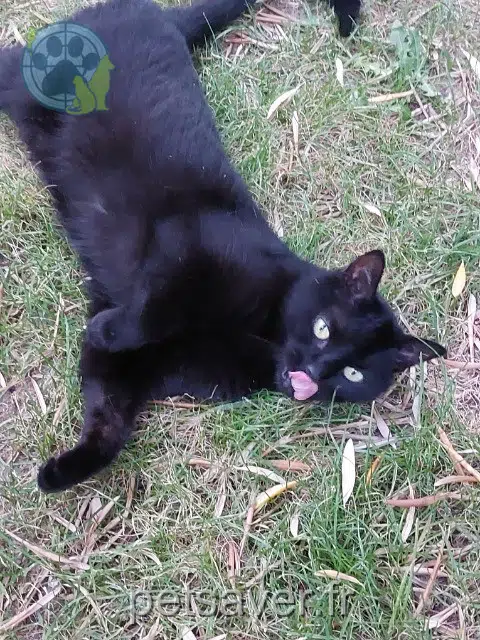 chatte lost Tours Henry
