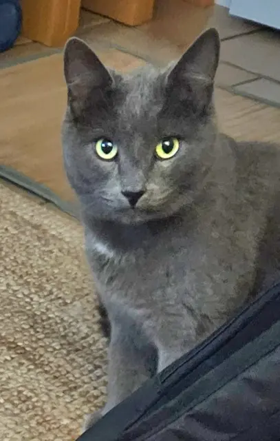 chatte lost    Tours Jazz