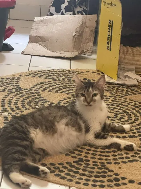 chatte lost    Tours Neyla