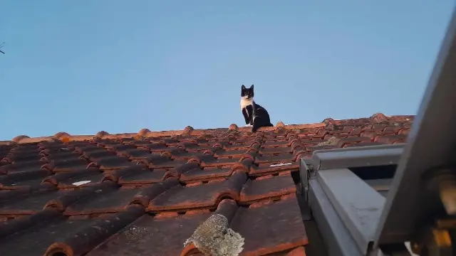 chatte lost    Tours Niki