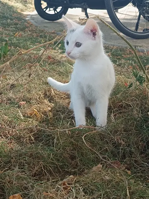 chatte lost    Tours Pixette