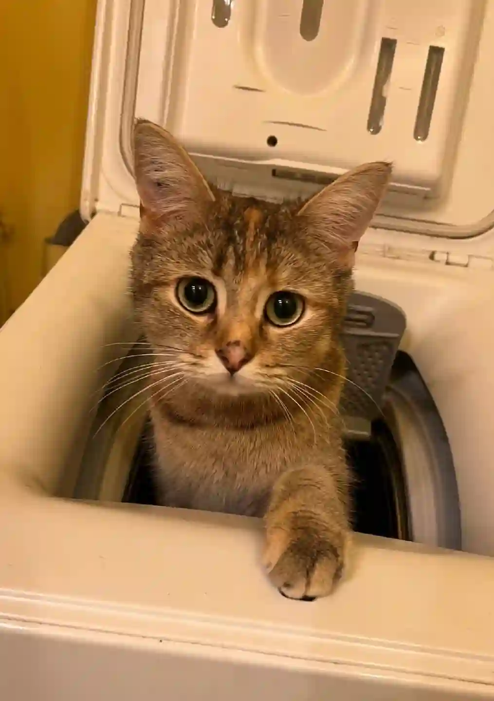 Chatte Perdue 37 Indre-et-Loire Tours - Poopsik Chatte Perdue 37 Indre-et-Loire Tours - Poopsik