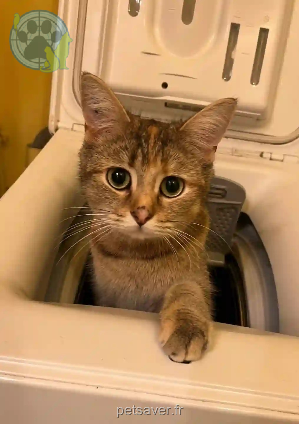 Chatte Perdue 37 Indre-et-Loire Tours - Poopsik Chatte Perdue 37 Indre-et-Loire Tours - Poopsik