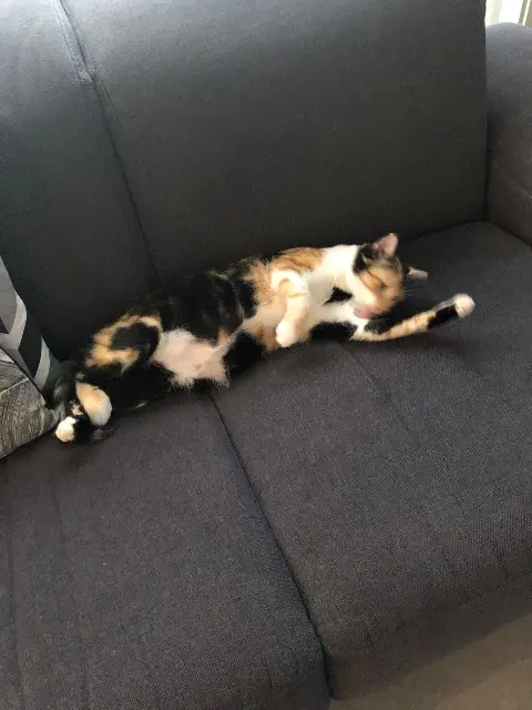 chatte lost    Tours Rosie