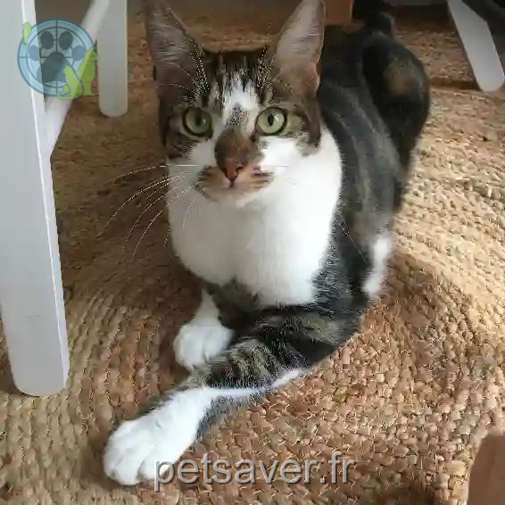 Chatte Perdue 37 Indre-et-Loire Tours - Tali Chatte Perdue 37 Indre-et-Loire Tours - Tali