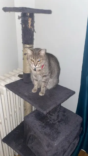 chatte lost    Tours Tulya