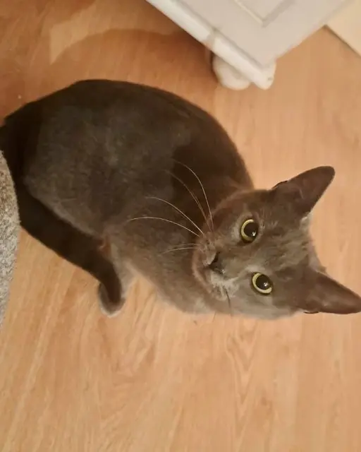 chatte lost    Tours Valka