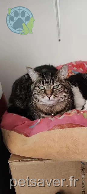 cat lost Tours Zippie cat lost Tours Zippie