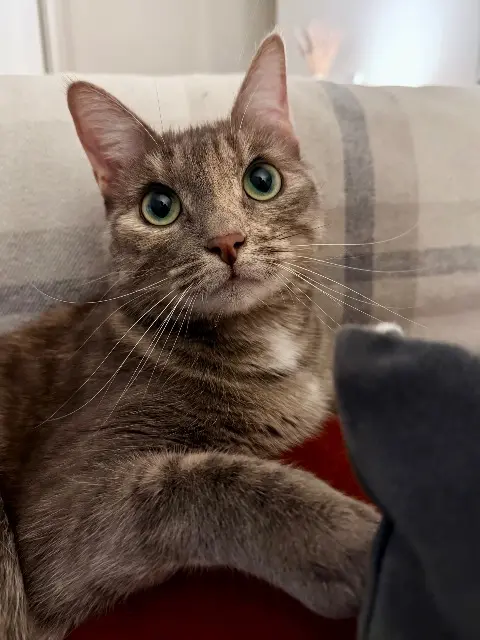 chatte lost   37540 Saint-Cyr-sur-Loire Toxane