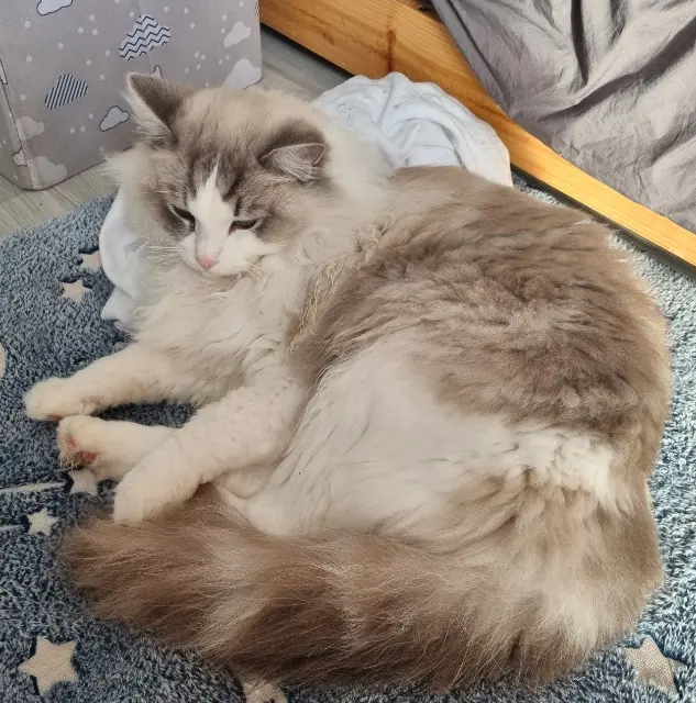 chatte lost   37260 Monts Ulika