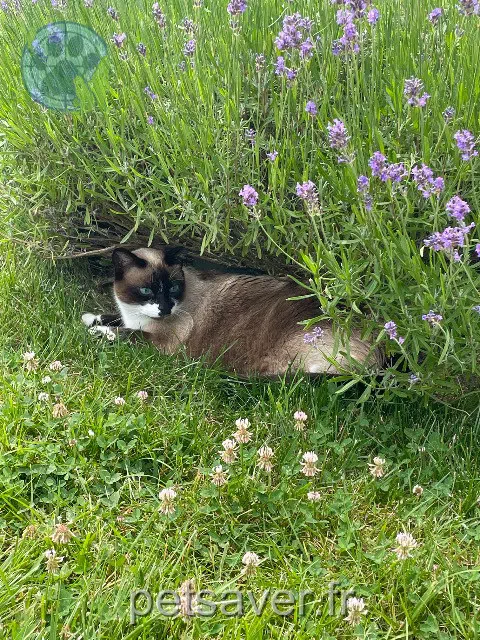 chatte lost 37300 Joué-lès-Tours Uzy