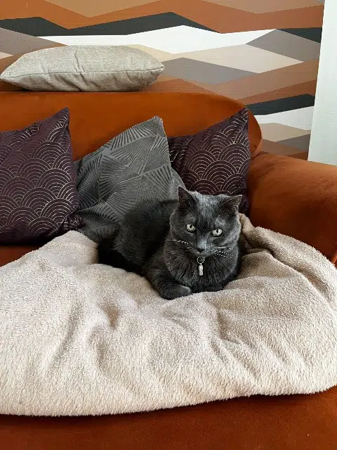 chatte lost   37550 Saint-Avertin Violette