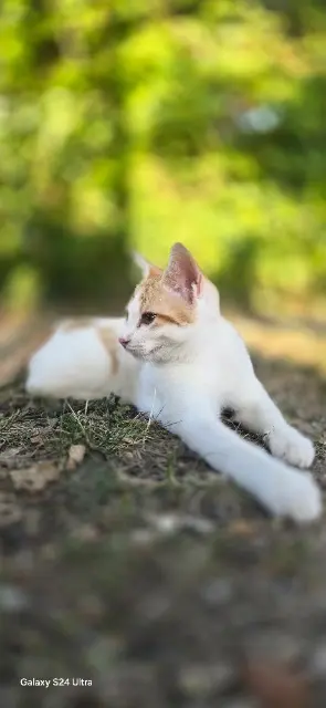 chatte lost   37500 Chinon Yuna