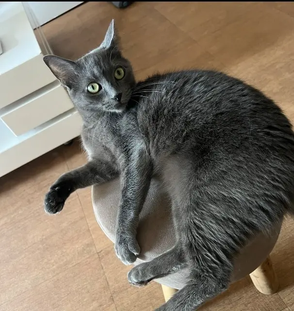 chatte lost   37300 Joué-lès-Tours Zara