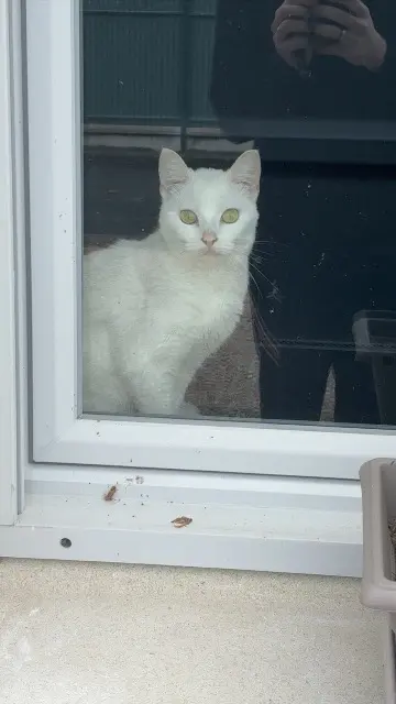 chatte lost   37530 Nazelles-Négron Zaya