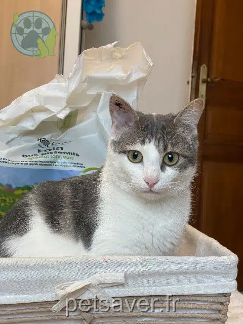 gata lost   38150 Sonnay Alma
