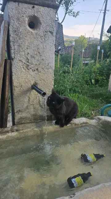 chatte lost   38620 Saint-Bueil Aloy