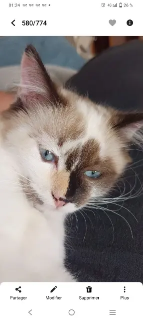 chatte lost   38760 Varces-Allières-et-Risset Ariette