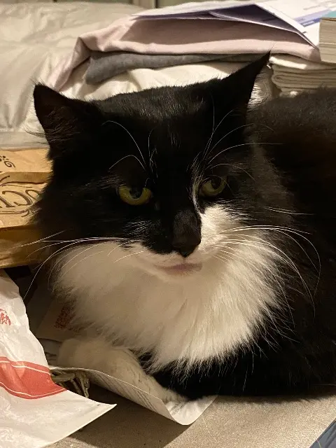 chatte lost   38700 La Tronche Athéna