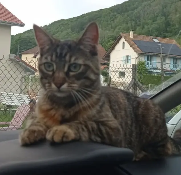 chatte lost   38500 Voiron Atika