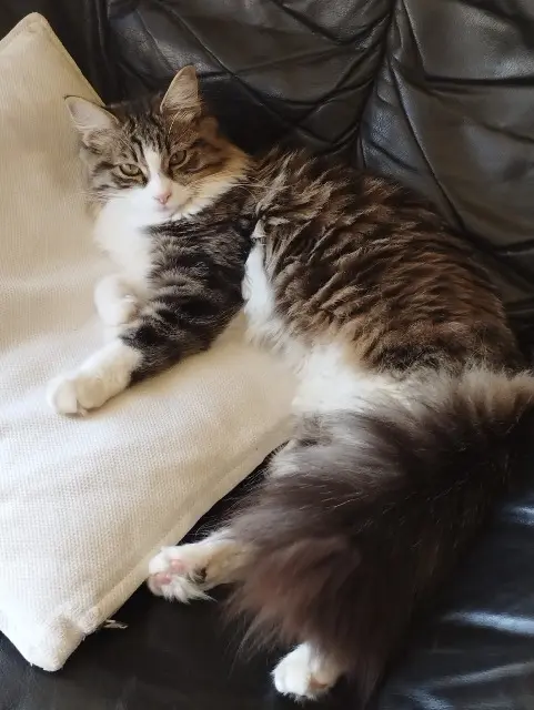 chatte lost   38800 Le Pont-de-Claix AYNA
