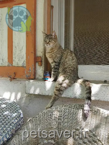 Chatte Perdue 38 Isère Chatte Perdue 38 Isère