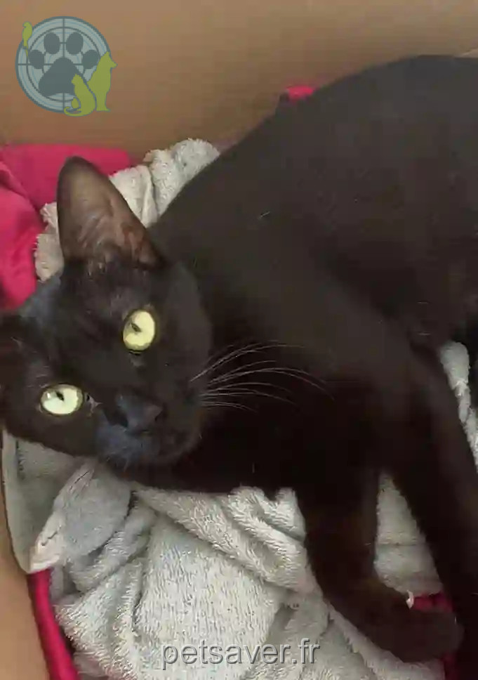 Chatte Perdue 38 Isère - Baguerra Chatte Perdue 38 Isère - Baguerra