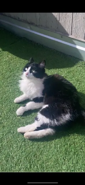 chatte lost   38190 Villard-Bonnot Biggy