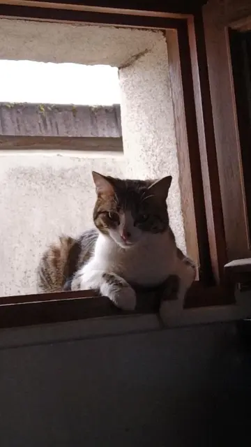 chatte lost   38380 Saint-Laurent-du-Pont Bijoux
