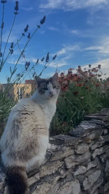 chatte lost   38390 Bouvesse-Quirieu Mimi