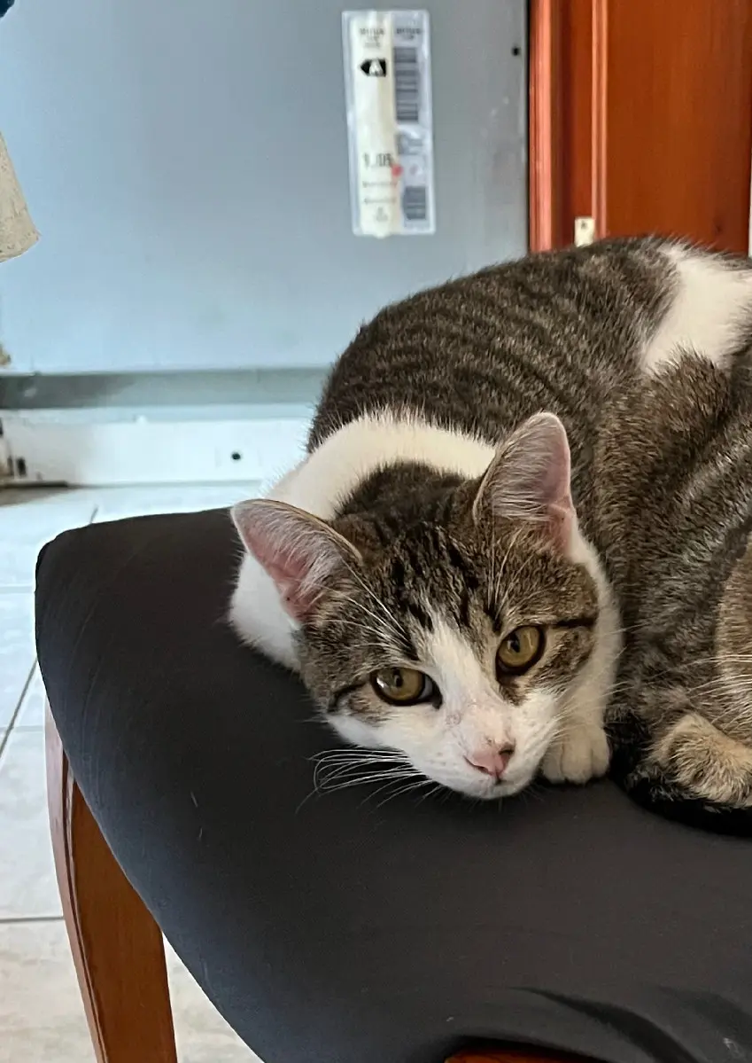Chatte Perdue 38 Isère Chatte Perdue 38 Isère
