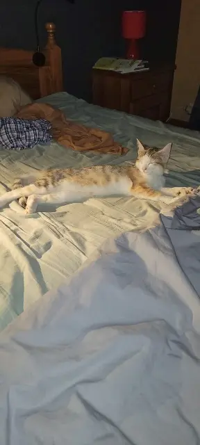 chatte lost   38480 Saint-Jean-d'Avelanne Canelle