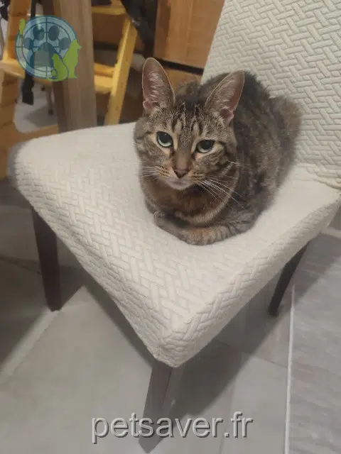 chatte lost 38140 La Murette Cara
