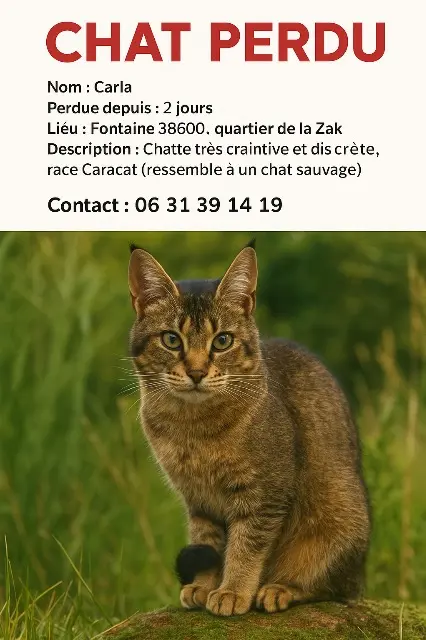chatte lost   38600 Fontaine Carla