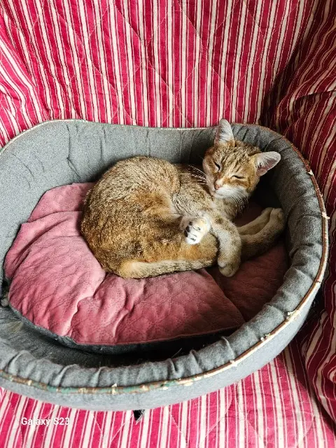 chatte lost   38550 Sablons Chance