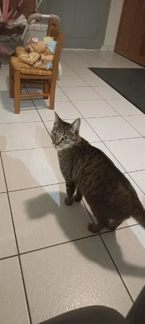 chatte lost   38230 Charvieu-Chavagneux Mystie