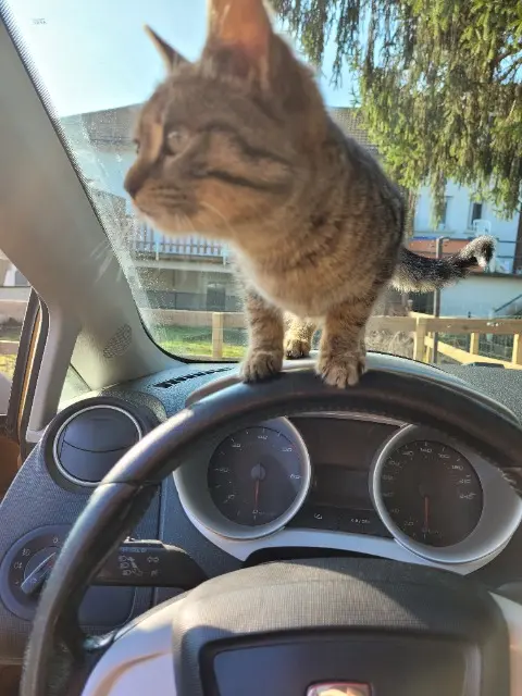 chatte lost   38230 Charvieu-Chavagneux Ptigris