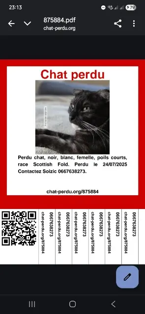 chatte lost   38230 Charvieu-Chavagneux Xena