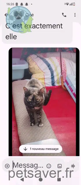 gata perdida 38230 Charvieu-Chavagneux Kitty gata lost 38230 Charvieu-Chavagneux Kitty