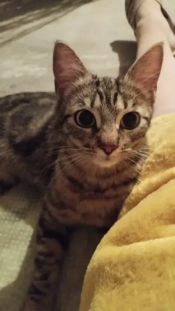 chatte lost   38110 Saint-Clair-de-la-Tour Chat trouvé