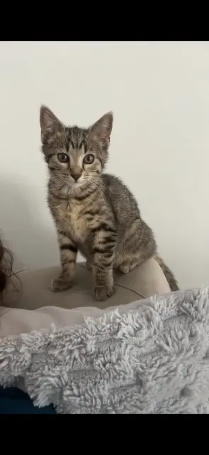 chatte lost   38430 Saint-Jean-de-Moirans Chevko